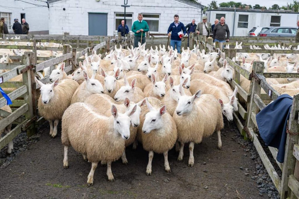 Half Bred Ewe Lambs